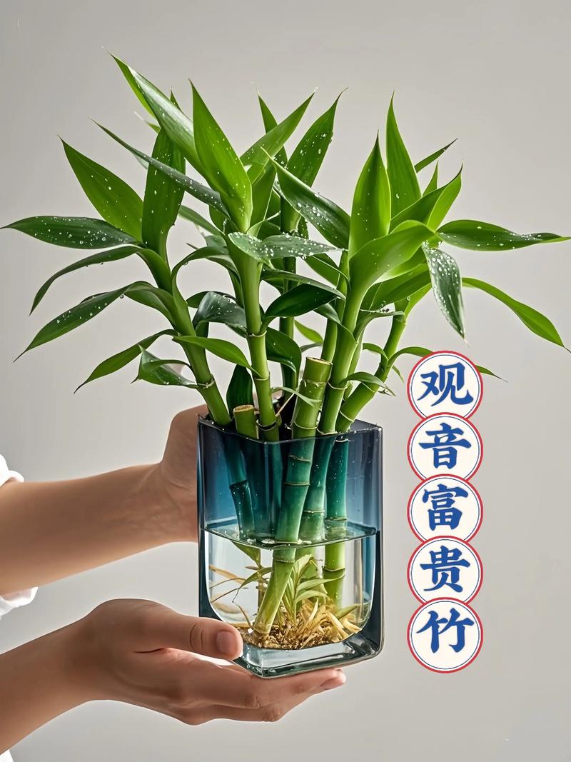 富贵竹不是水生植物,但能长期水培:关键养护参数与景观应用指南 总结:给园艺从业者的三项可执行结论