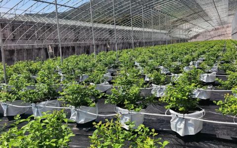 蓝莓种植需要什么条件？家庭与地栽全流程种植技术指南