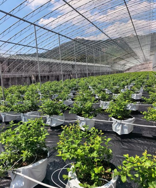 蓝莓种植需要什么条件？家庭与地栽全流程种植技术指南