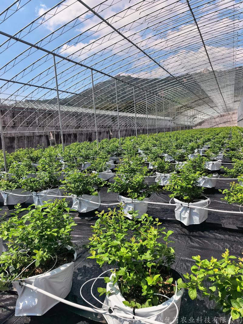 蓝莓种植需要什么条件？家庭与地栽全流程种植技术指南