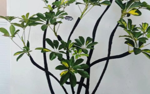 摇钱树指的是什么树？详解摇钱树的植物学特征与辨识要点