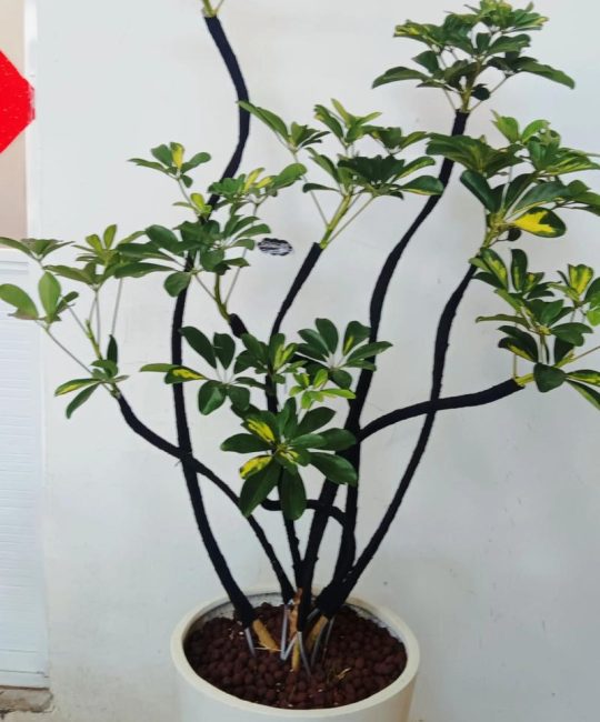 摇钱树指的是什么树？详解摇钱树的植物学特征与辨识要点