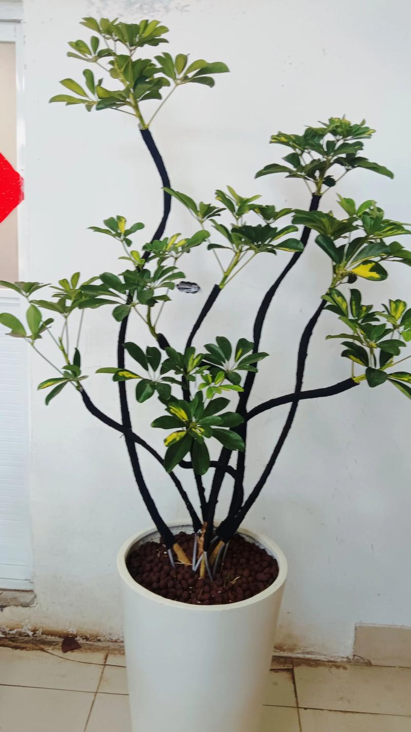 摇钱树指的是什么树?详解摇钱树的植物学特征与辨识要点 摇钱树指的是什么树?详解摇钱树的植物学特征与辨识要点