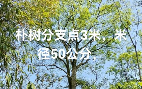 40-50公分朴树价格是多少？规格、产地与采购量影响报价