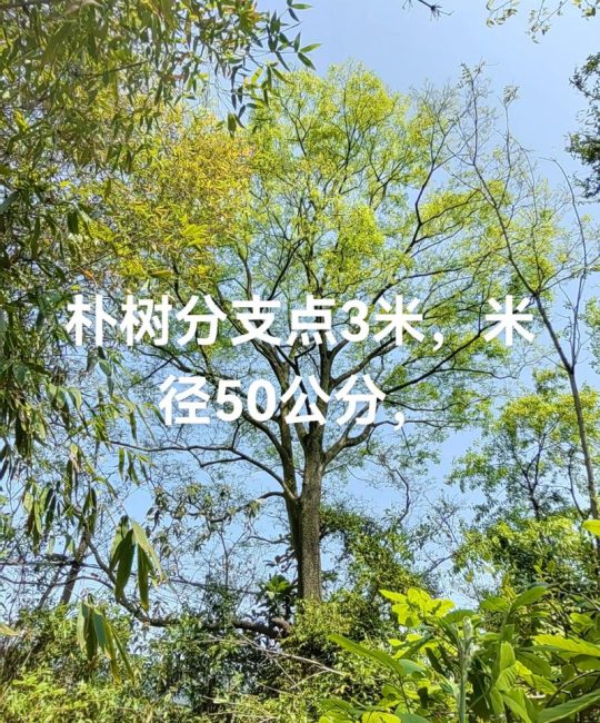 40-50公分朴树价格是多少？规格、产地与采购量影响报价