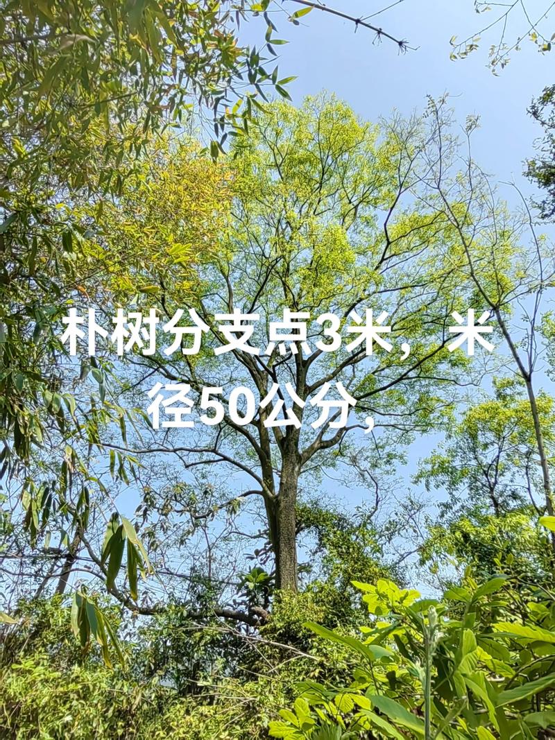 40-50公分朴树价格是多少？规格、产地与采购量影响报价