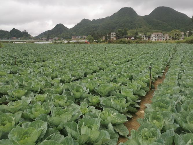 宣威果树苗采购指南:科学评估渠道与质量,确保品种真实与种植成功 采购质量三重检验:嫁接口、根系、苗龄,提供肉眼可辨的判断标准