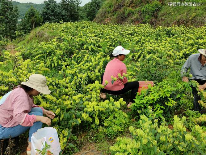 宣威果树苗采购指南:科学评估渠道与质量,确保品种真实与种植成功 品种适配宣威气候:优先选择温带与亚热带品种,标注适种区域与结果年限