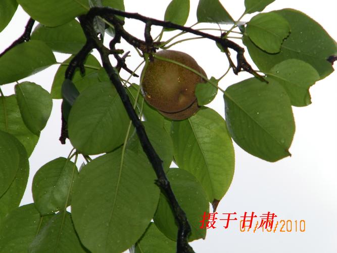 宣威果树苗采购指南:科学评估渠道与质量,确保品种真实与种植成功 运输与检疫核查:索要《植物检疫证书》并核对装车方案
