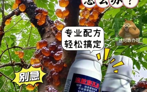 李子树流胶是怎么回事？2026年最新病因判断与根治方案