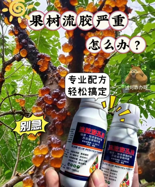 李子树流胶是怎么回事？2026年最新病因判断与根治方案