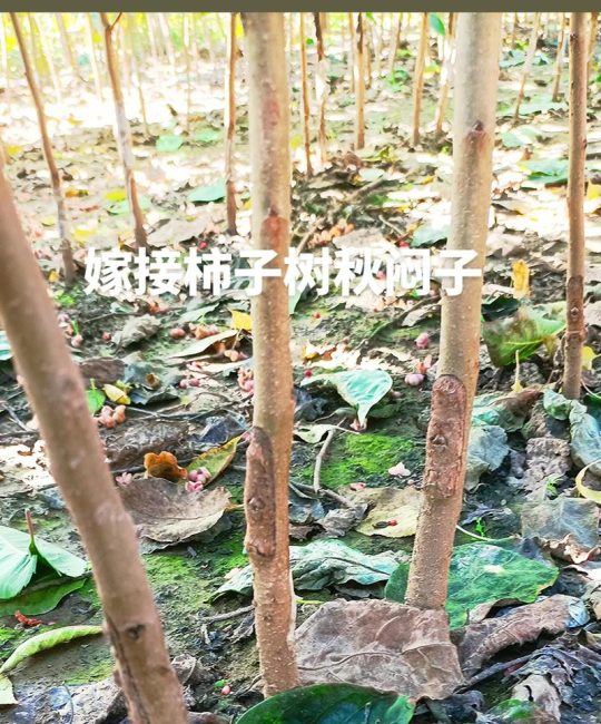柿子树嫁接什么果树最好？君迁子与品种间嫁接技术详解