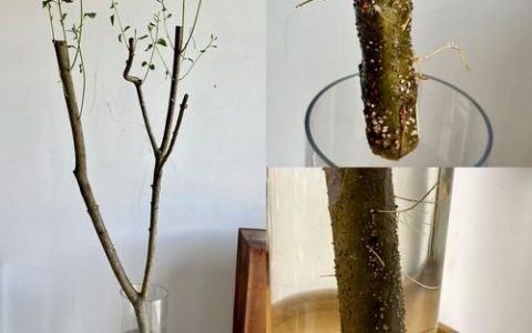 小叶女贞水培存活率极低，土培才是绿篱工程首选