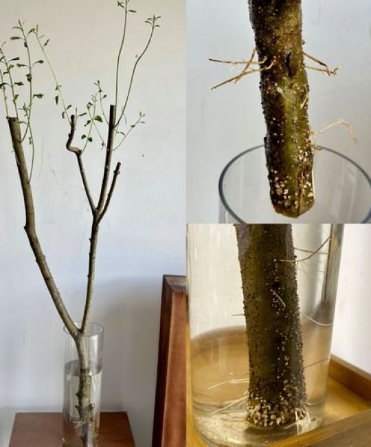 小叶女贞水培存活率极低，土培才是绿篱工程首选