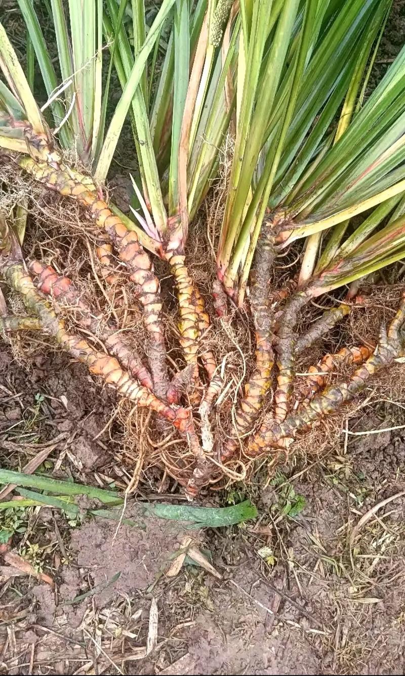 四、栽植深度：湿栽浅种，根茎浅埋