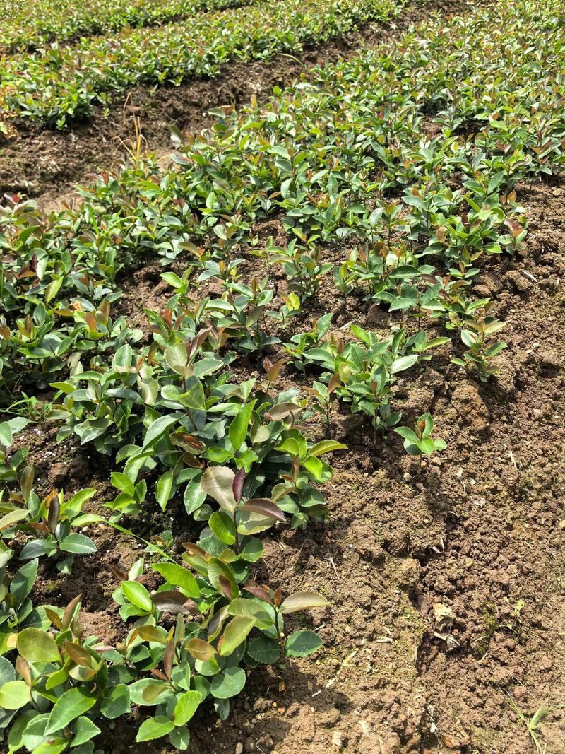 攸县油茶苗多少钱一棵?2025年最新价格参考与影响因素分析 规格因素:决定价格的核心
