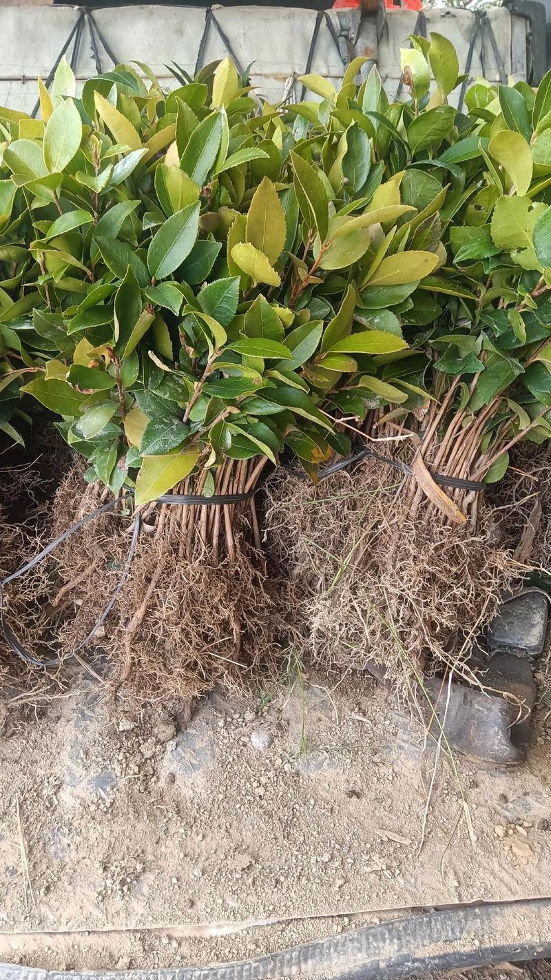 攸县油茶苗多少钱一棵?2025年最新价格参考与影响因素分析 产地因素:攸县本地苗的优势