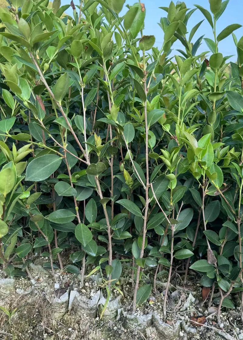 攸县油茶苗多少钱一棵?2025年最新价格参考与影响因素分析 季节因素:旺季淡季价差明显