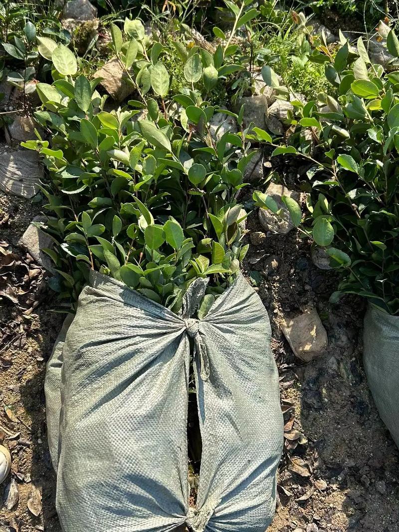 攸县油茶苗多少钱一棵?2025年最新价格参考与影响因素分析 数量因素:批发与零售价差