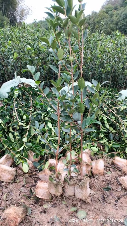 攸县油茶苗多少钱一棵?2025年最新价格参考与影响因素分析 运输因素:物流成本占比10%-30%