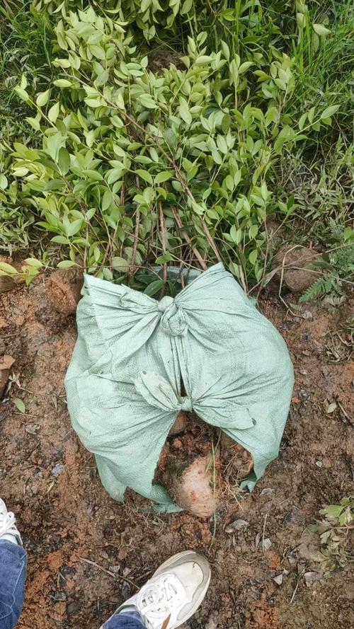 攸县油茶苗多少钱一棵?2025年最新价格参考与影响因素分析 价格影响因素一览表
