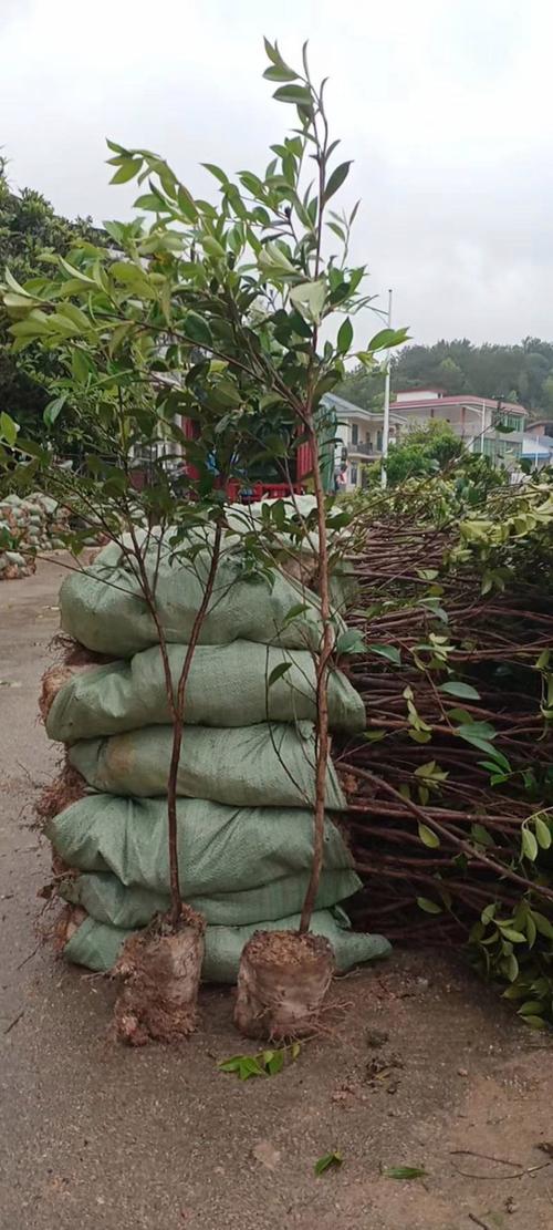 攸县油茶苗多少钱一棵?2025年最新价格参考与影响因素分析 常见问题解答 (FAQ)