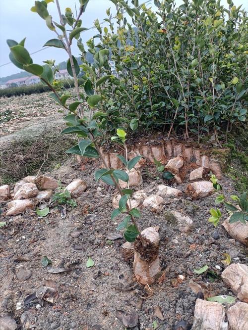 攸县油茶苗多少钱一棵?2025年最新价格参考与影响因素分析 个性化咨询指南