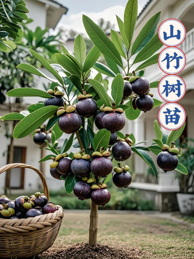 现在种什么树苗最有价值?从市场行情到生态效益的全面分析 二、景观与庭院苗木:颜值即价值