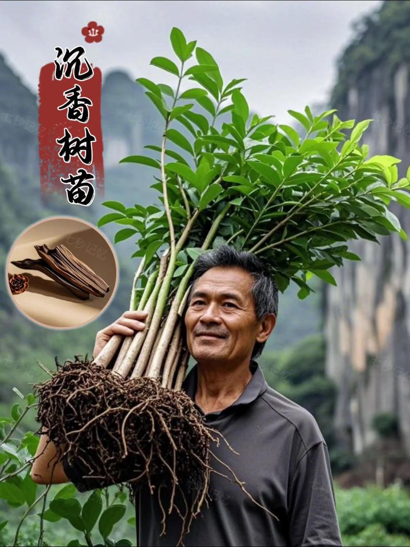 现在种什么树苗最有价值?从市场行情到生态效益的全面分析 结论:价值是动态的,选择比努力更重要