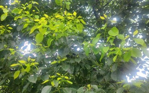 香樟树四季特点详解：从春芽到冬叶的观赏价值