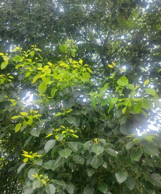 香樟树四季特点详解：从春芽到冬叶的观赏价值