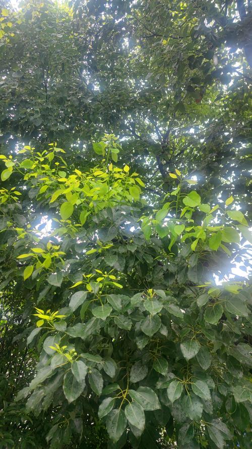 香樟树四季特点详解:从春芽到冬叶的观赏价值 香樟树四季特点详解:从春芽到冬叶的观赏价值