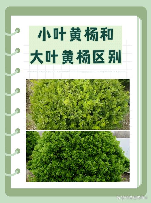 黄杨树品种全解析:常见品种对比与选择指南 场景化选品建议