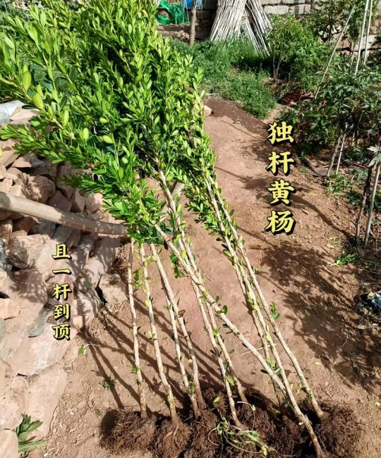 黄杨树品种全解析：常见品种对比与选择指南