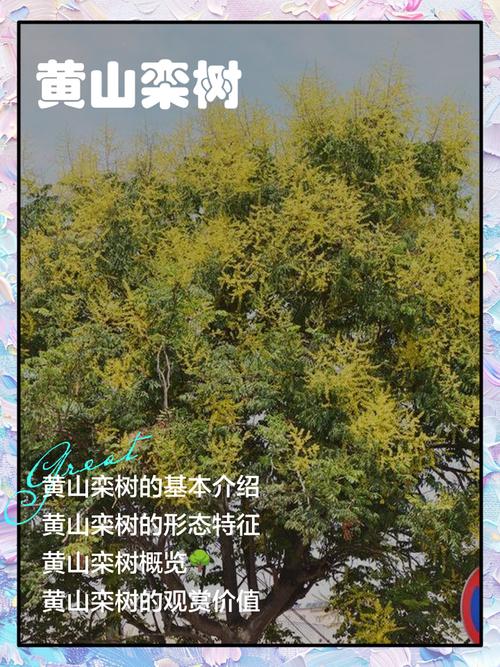 10公分栾树多少钱?2026年价格快速参考与影响因素全解析 常见问题FAQ