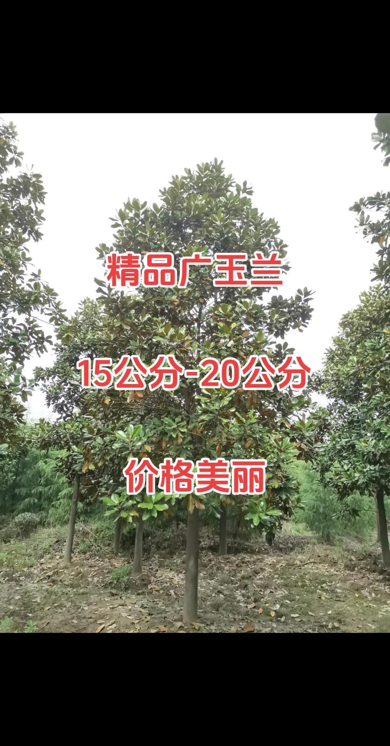广玉兰树苗价格多少钱一棵?2026年市场参考与采购指南 季节与价格:春季和秋季是采购黄金期