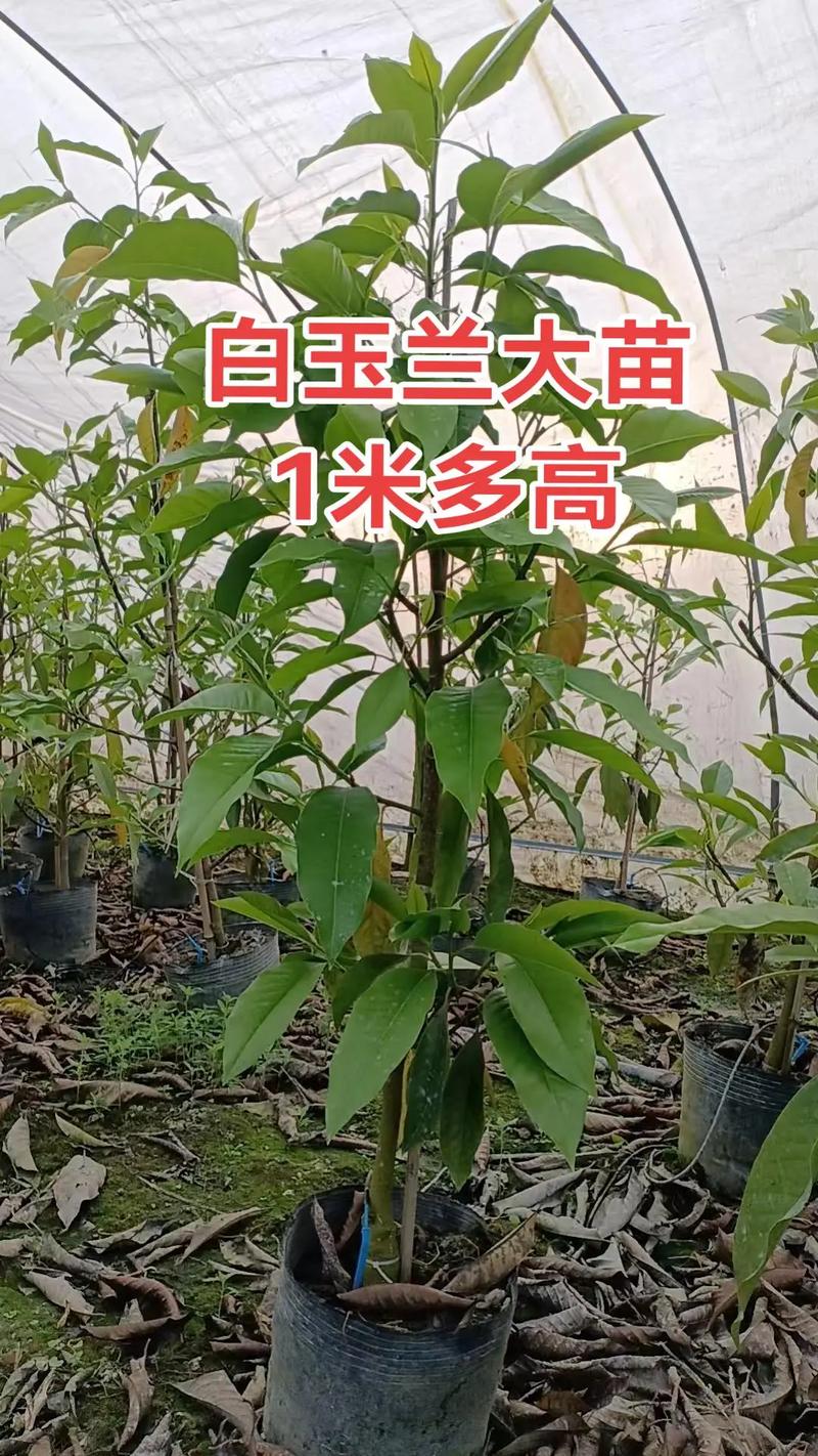 广玉兰树苗价格多少钱一棵?2026年市场参考与采购指南 采购咨询指南:如何获得精准报价?