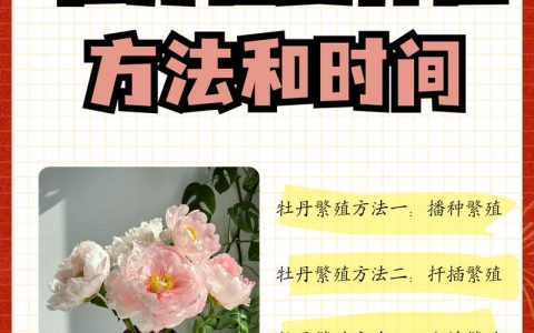 牡丹花在什么季节盛开？从花期到盆栽地栽养护全解