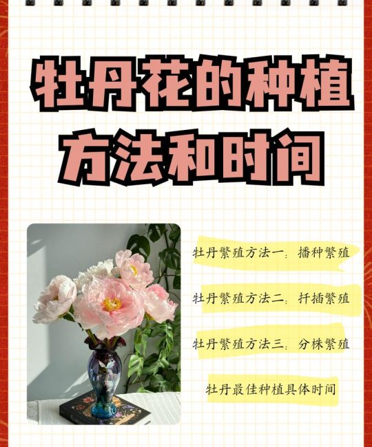 牡丹花在什么季节盛开？从花期到盆栽地栽养护全解
