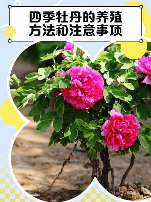 牡丹花在什么季节盛开?从花期到盆栽地栽养护全解 越冬与越夏管理