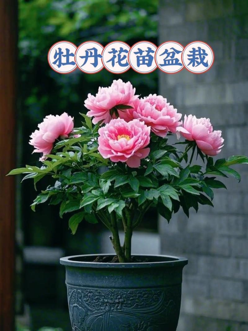 牡丹花在什么季节盛开?从花期到盆栽地栽养护全解 常见误区与纠正