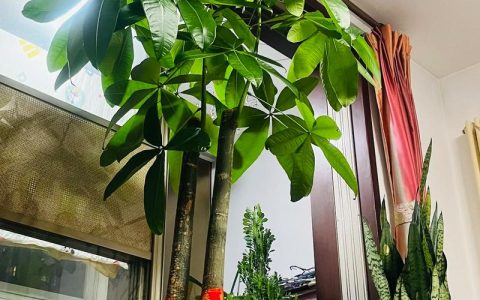 发财树长到房顶，适宜修剪吗？一份完整的家庭养护指南