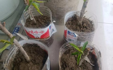 开心果树的园艺种植指南：从选苗到收获的完整流程