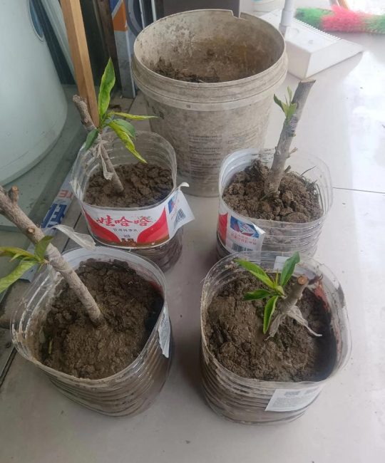 开心果树的园艺种植指南：从选苗到收获的完整流程
