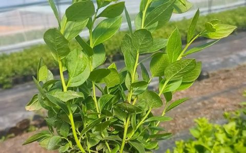 蓝莓苗买几年苗最好？2年生苗性价比最高，新手种植必看指南
