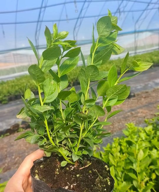 蓝莓苗买几年苗最好？2年生苗性价比最高，新手种植必看指南