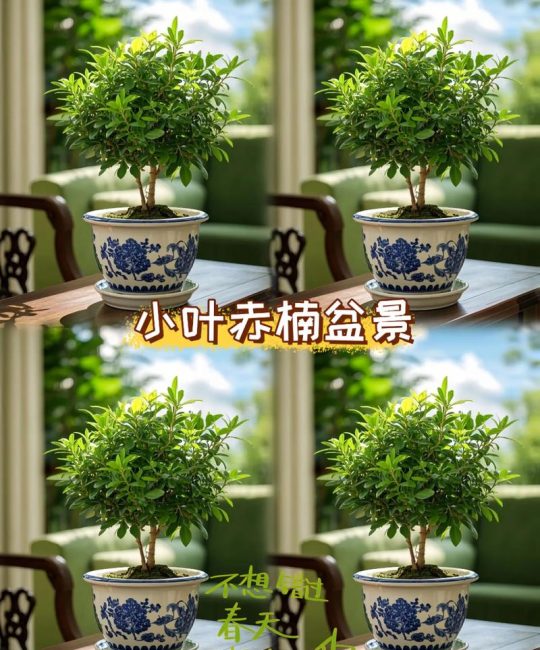 金丝楠木养护指南：从浇水到换盆，家庭盆栽的实用操作手册