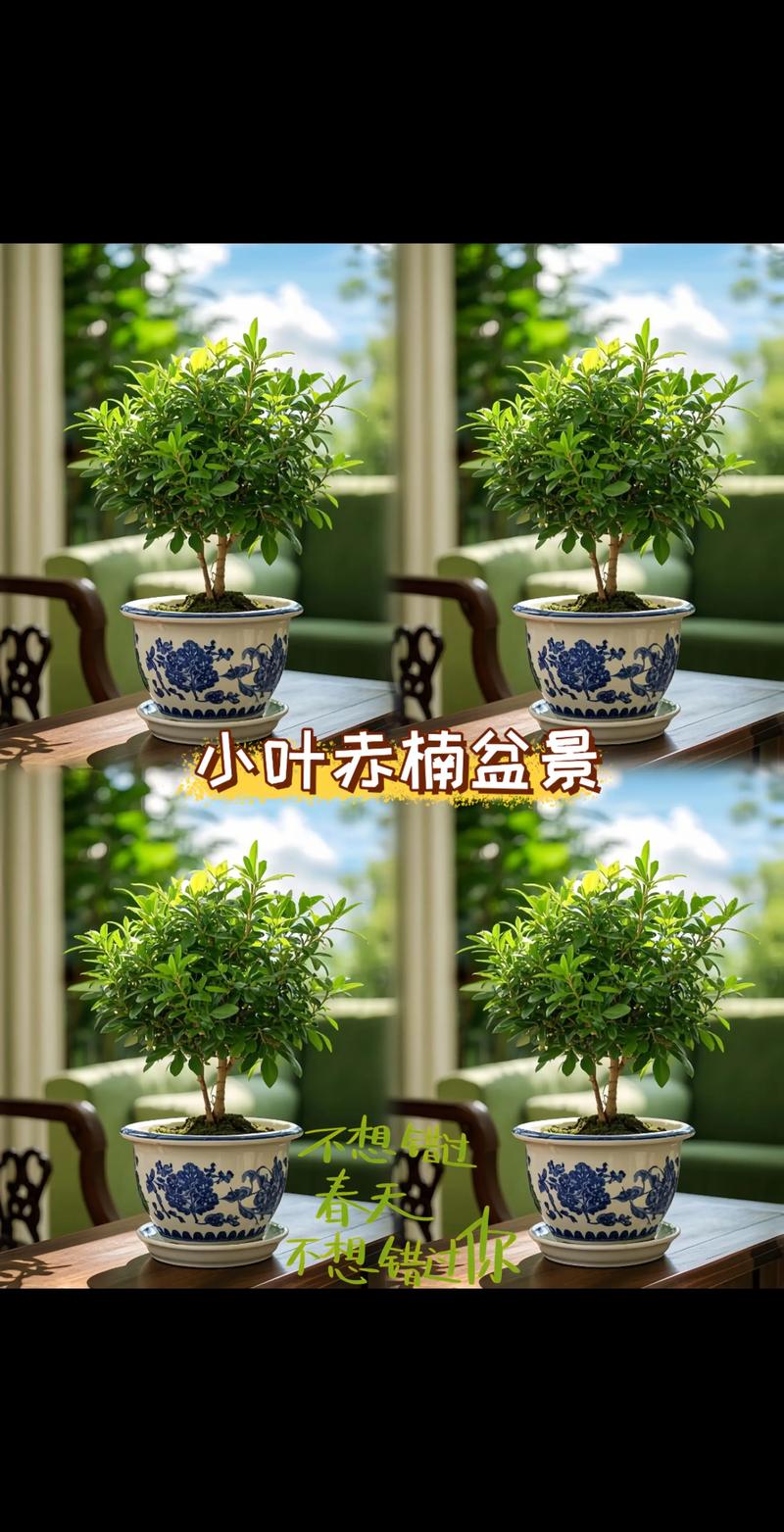 金丝楠木养护指南:从浇水到换盆,家庭盆栽的实用操作手册 金丝楠木养护指南:从浇水到换盆,家庭盆栽的实用操作手册