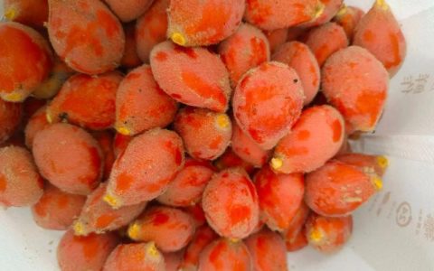 铁树果怎么吃吗？先弄清能不能吃，再谈正确处理方法