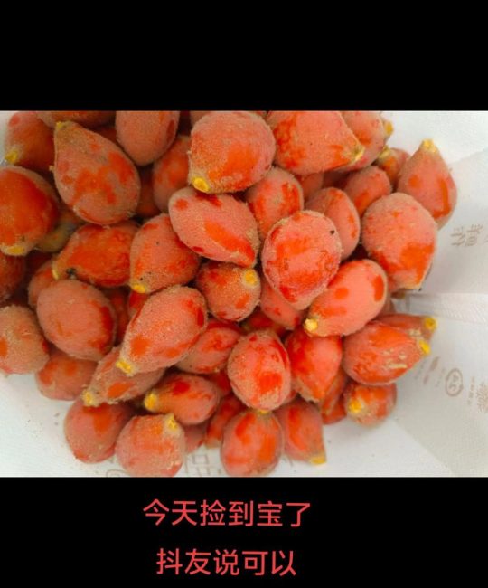 铁树果怎么吃吗？先弄清能不能吃，再谈正确处理方法